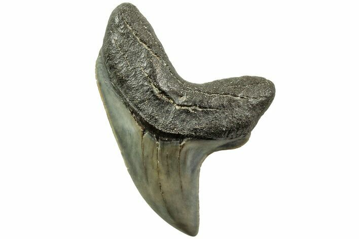 Rare,  Giant Thresher Shark (Alopias) Tooth - South Carolina #214480